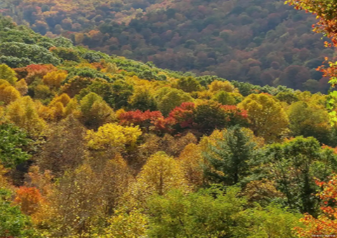 安徽滁州：深化林长制刷新加速释放森林“四库”潜能
