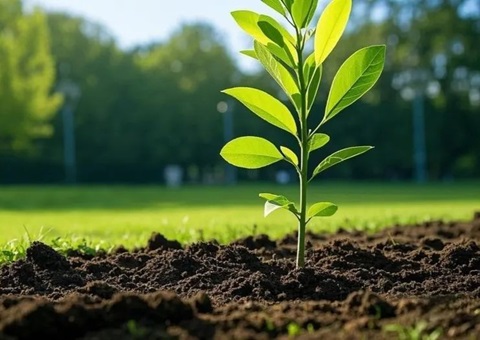 上海首提大型生态空间单位，，2035年妄想林地面积147万亩