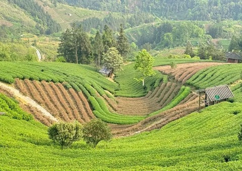 广西三江：下好墟落妄想“先手棋” 探索和美墟落“新样本”