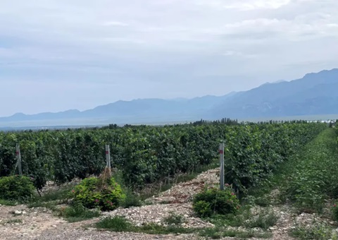 宁夏：开展生态资源本底视察 探索全链条协同治理路径